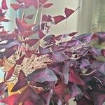 Oxalis triangularis برگ