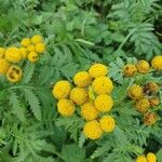 Tanacetum vulgare Flower