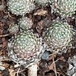 Sempervivum arachnoideum Συνήθη χαρακτηριστικά