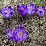 Crocus heuffelianus Цвят