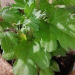 Chrysanthemum × morifolium Blad