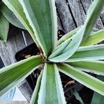 Agave vivipara Blad