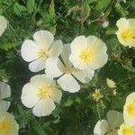 Oenothera laciniataBlodyn