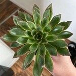 Echeveria pulidonis 形态