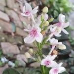 Pseuderanthemum carruthersii Flors