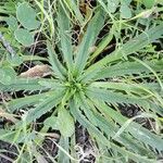 Plantago serraria Hoja
