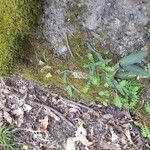 Neotinea maculata Λουλούδι