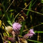 Cirsium arvense Virág