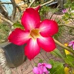 Adenium obesumFlower