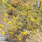 Scolymus hispanicus 整株植物