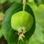 Malus sikkimensis Плод