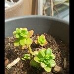 Sedum kimnachii List