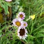 Erigeron uniflorus Flower