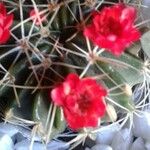 Gymnocalycium baldianum 花