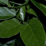 Omphalea diandra Leaf