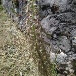 Himantoglossum hircinum 整株植物