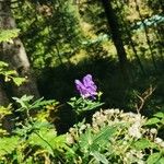 Aconitum napellusКветка