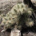 Cylindropuntia tunicata Хабит