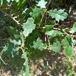 Quercus pubescensList