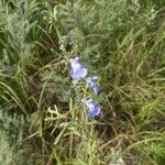 Salvia azurea 花