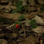 Geophila repens Fruit