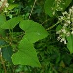 Mikania scandens Leaf