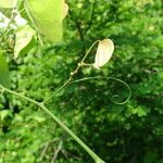 Schnella glabra Leaf