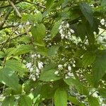 Deutzia crenata Květ