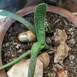 Gasteria carinata Leaf