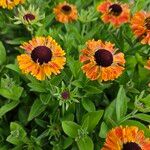 Helenium autumnale 形態