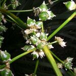 Lomandra insularis Flower
