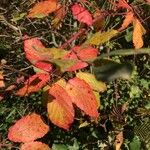 Rubus discolor برگ