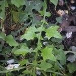 Mycelis muralis Feuille