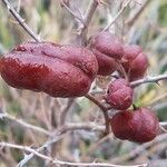 Prosopis farcta Fruchs