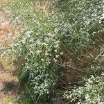 Retama monosperma 整株植物