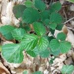 Rubus vestitus Frunză