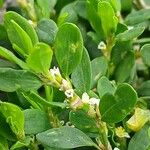 Polygonum arenastrum Leaf