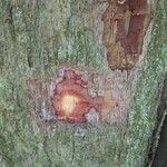 Chaetocarpus schomburgkianus Otro