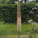 Eremurus robustus Fleur