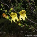 Keckiella antirrhinoides Кветка