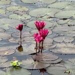 Nymphaea rubra Flower