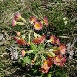 Primula × polyantha Blüte