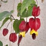 Abutilon megapotamicum Λουλούδι