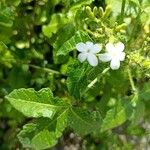 Cnidoscolus urens Leaf