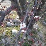 Prunus cerasifera Kukka