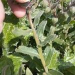Nonea vesicaria Corteza