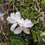 Rhododendron tashiroi Flower