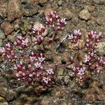 Chorizanthe staticoides ᱛᱟᱦᱮᱸ