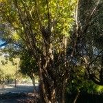 Heteromorpha arborescens Habit