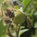 Solanum crinitum Vrucht